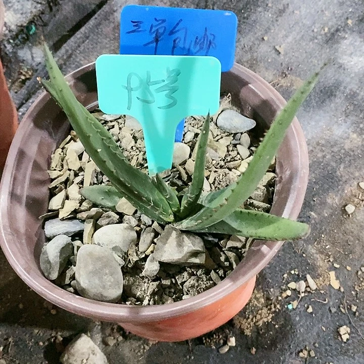 【闪购商品】无花朵黑太刀芦荟