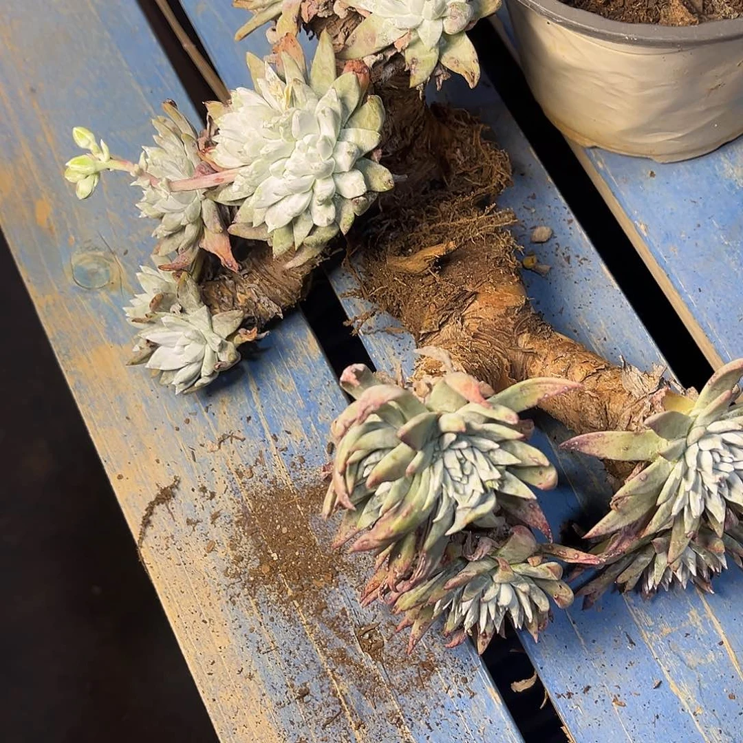 瑕疵特价不售后老桩多头