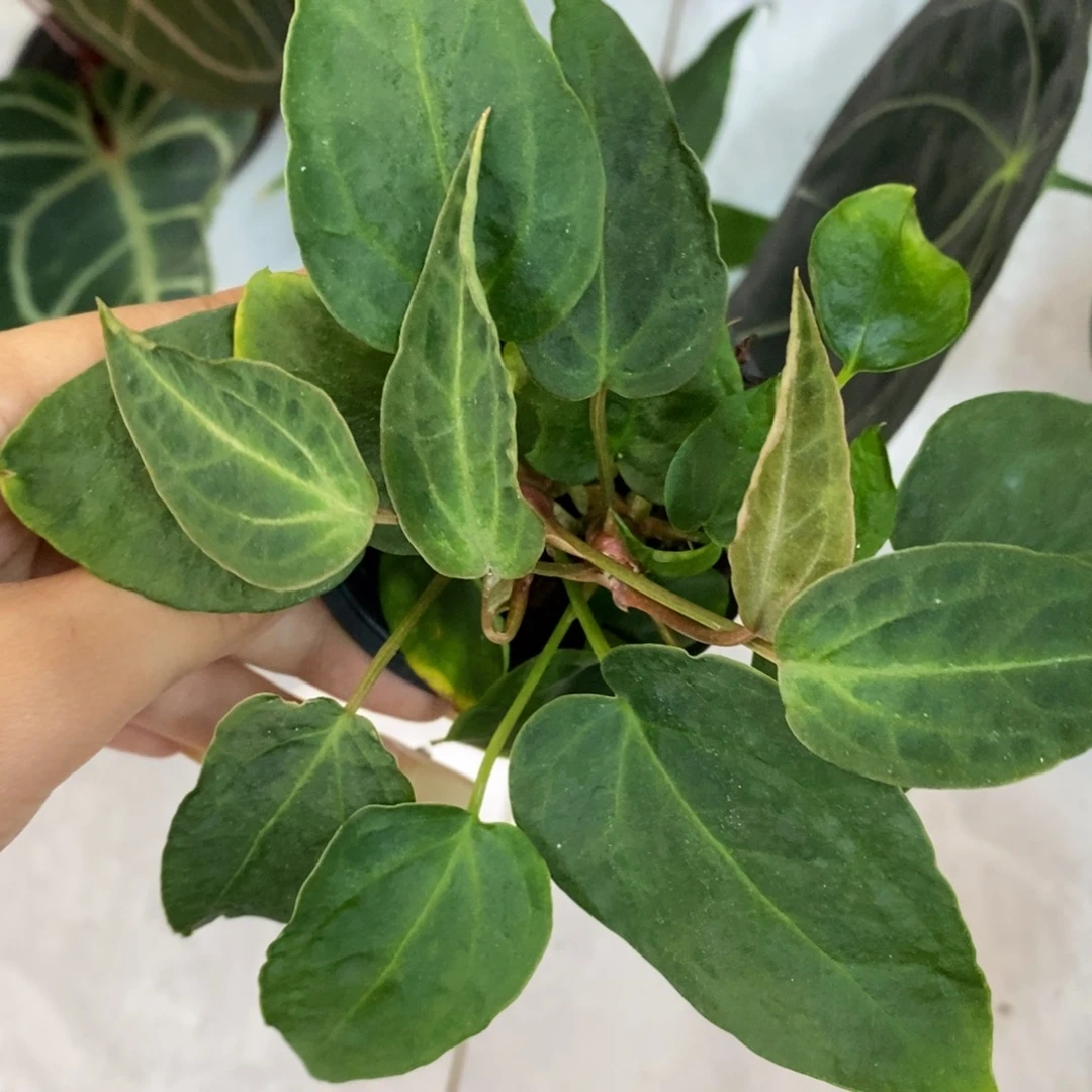大部分开放少量花苞细狗个体