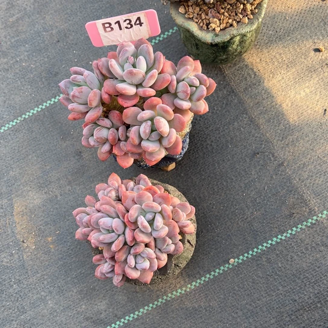 念*b134多肉植物2个盆