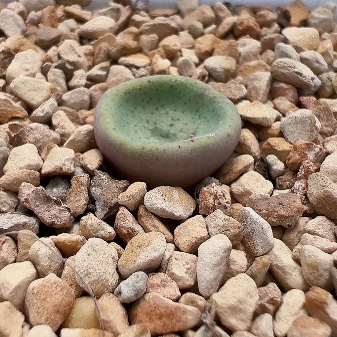 无花朵纯正小酒杯 酒窝款