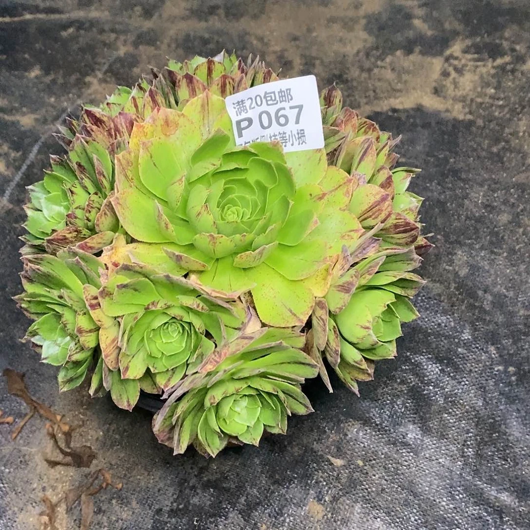 067绿魔多肉法师锦