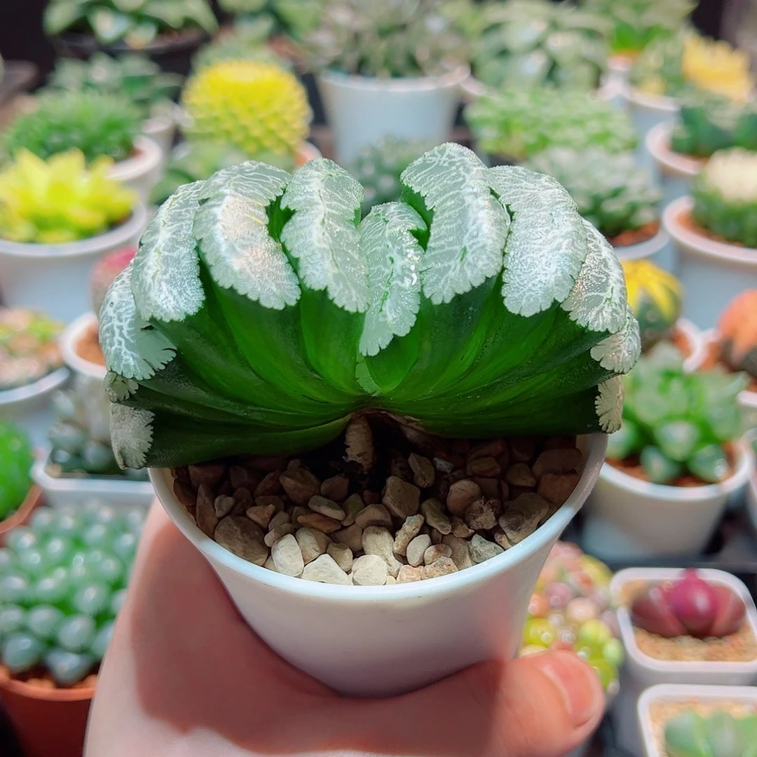 虞姬玉扇多肉多肉多肉多肉