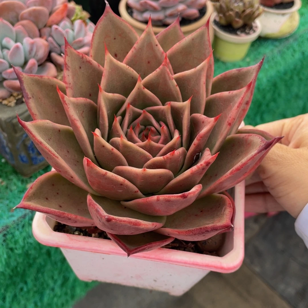多肉植物盆栽多肉