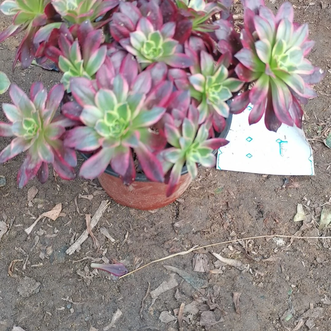 安娜锦多肉法师多肉法师42