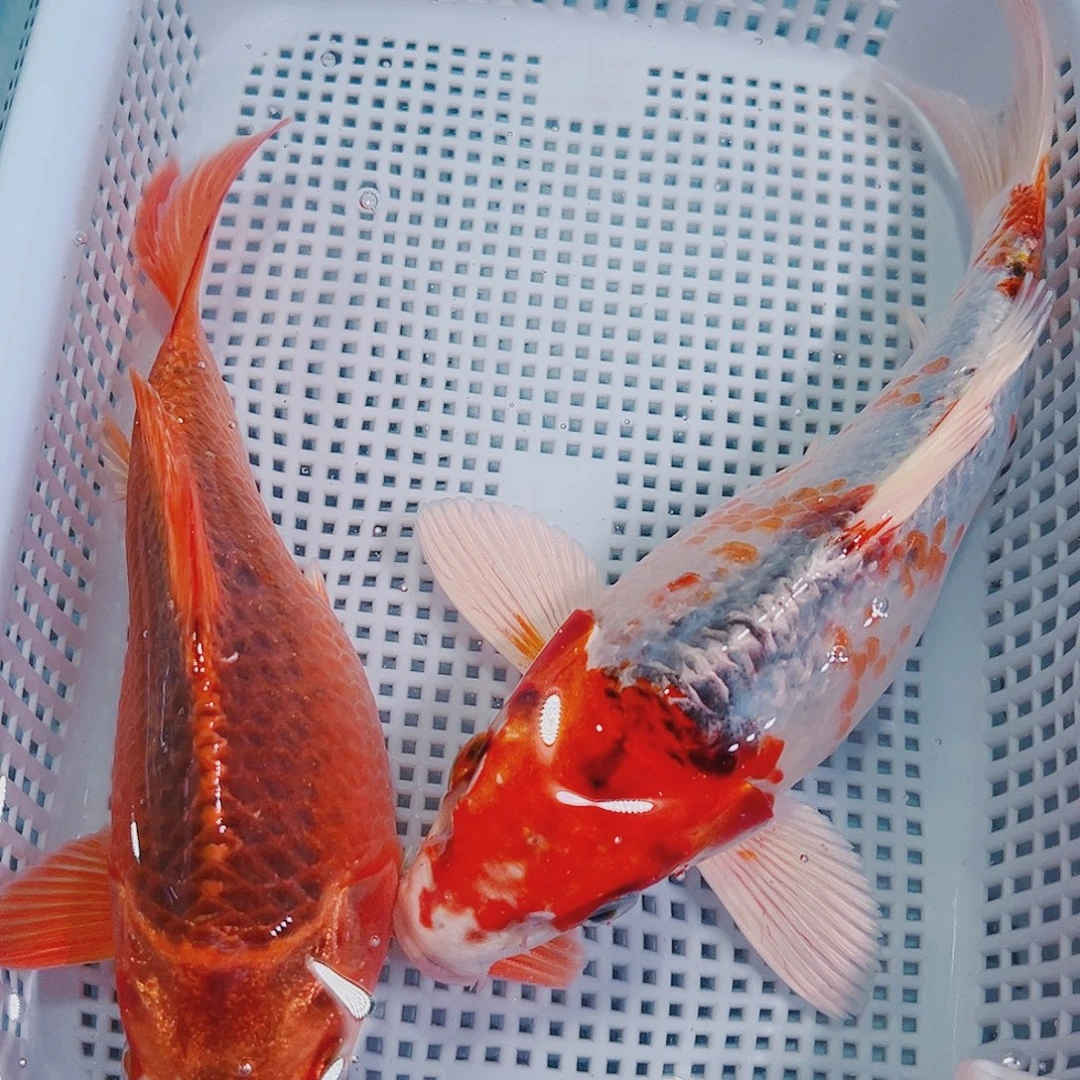 海水鱼锦鲤冷水观赏鱼109