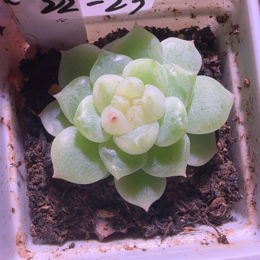 22-29福利黄心财富密码