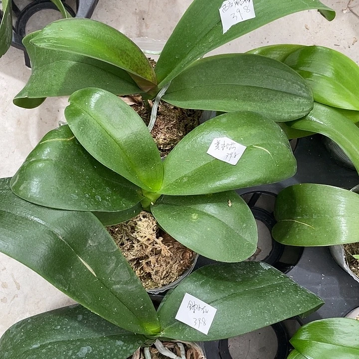 完全开放处理拯救苗西交貂蝉➕美杜莎➕金树一代3颗不售后