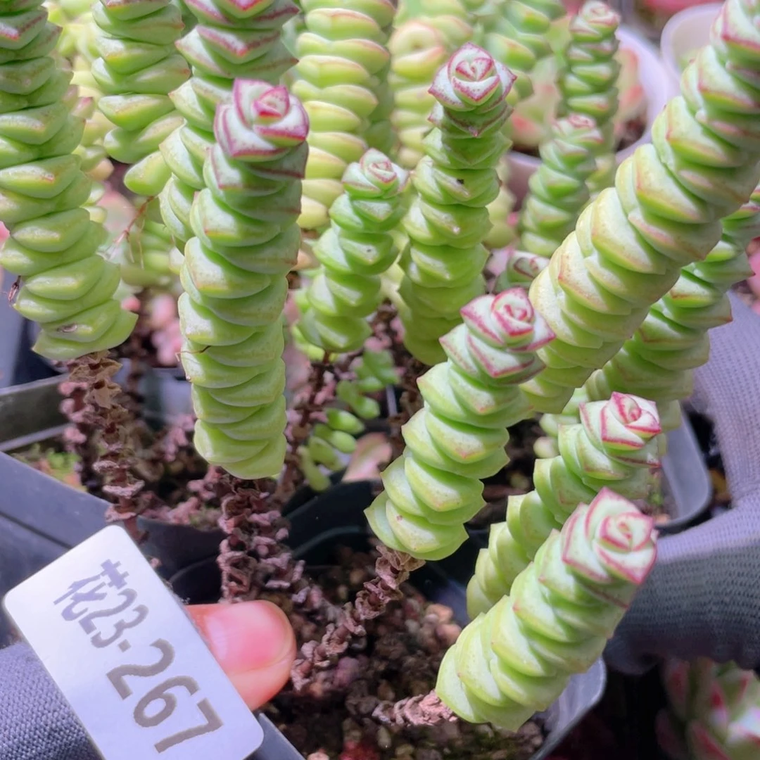 花利美23-267钱串3颗