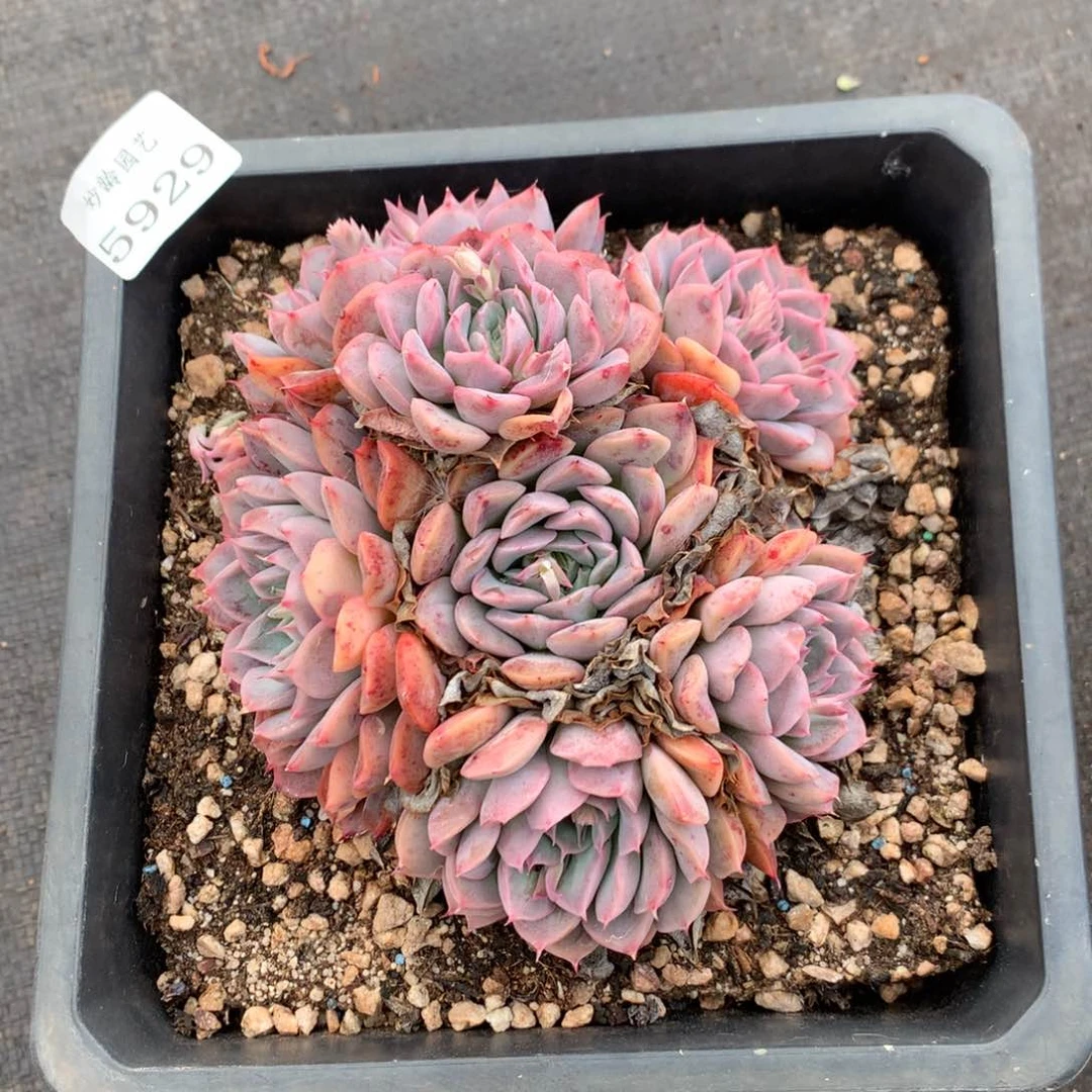 5929杂交精品基地13厘米