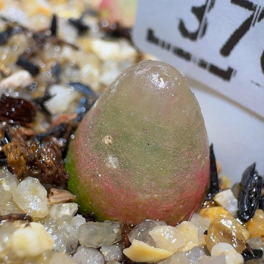 绝zzzx生石花肉锥3705