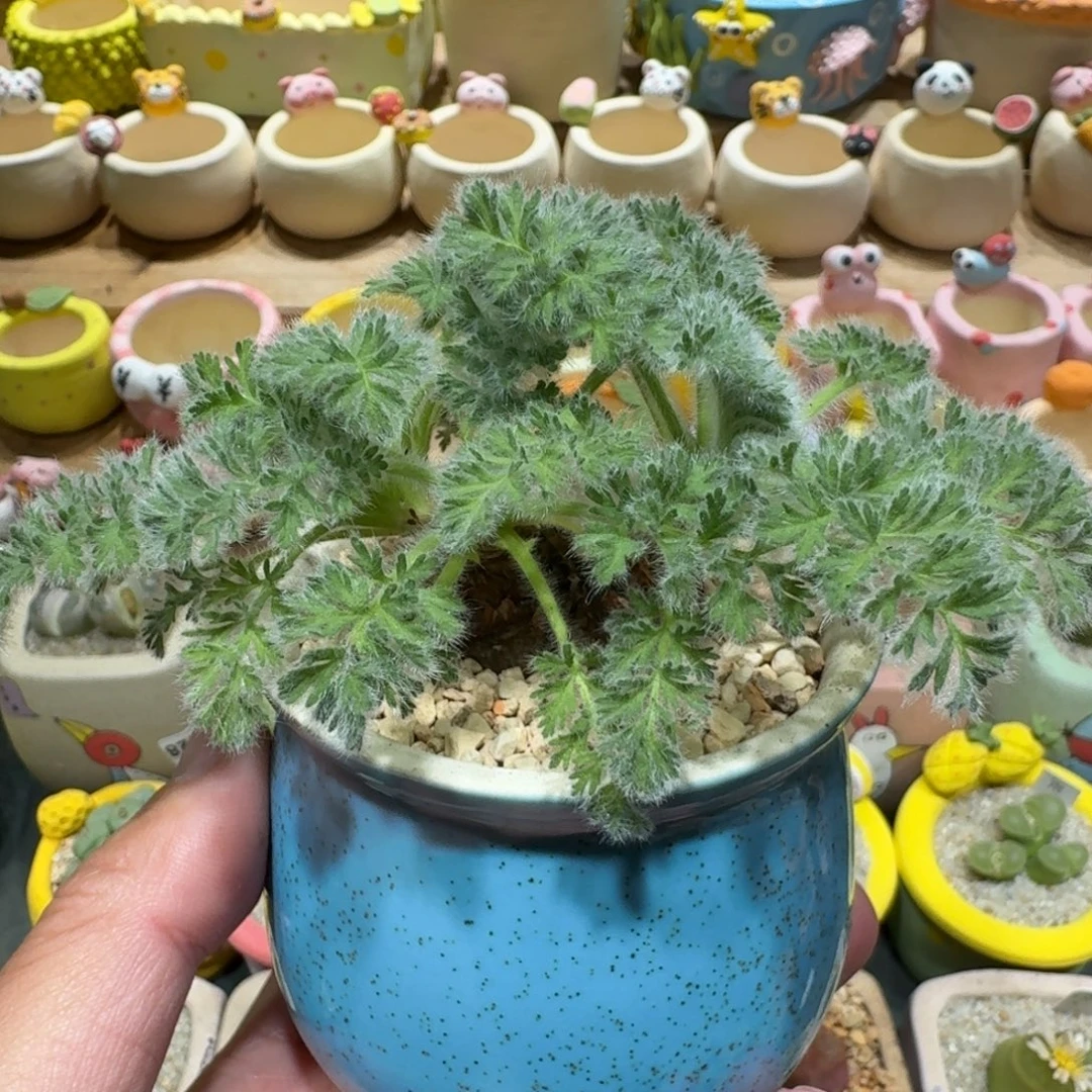 蘑菇1281雨叶洋葵脱土发