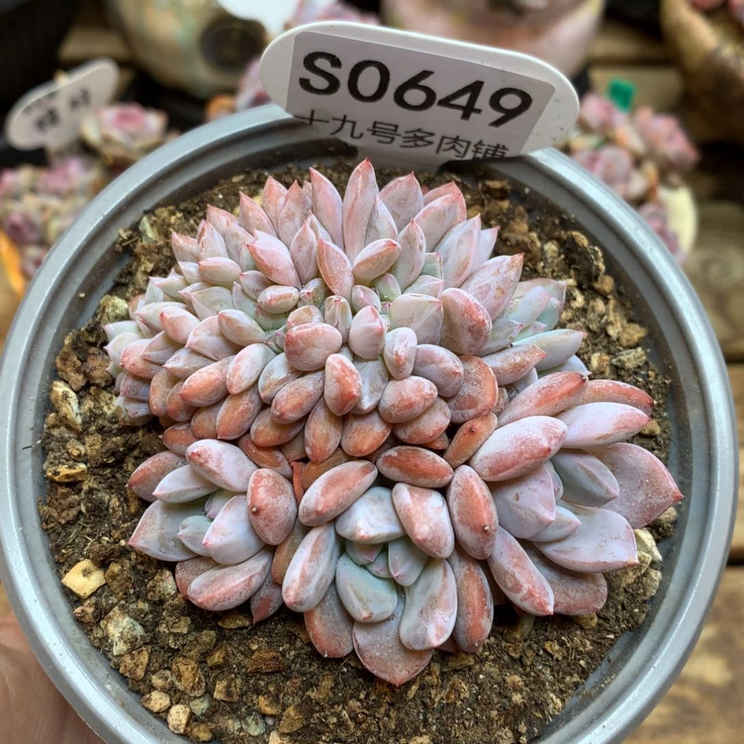 S0649 橙子 朵朵缀无砍 开播福利