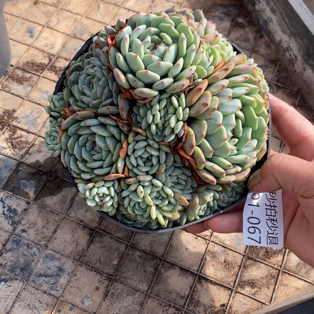 两单包邮0102-67白胖子