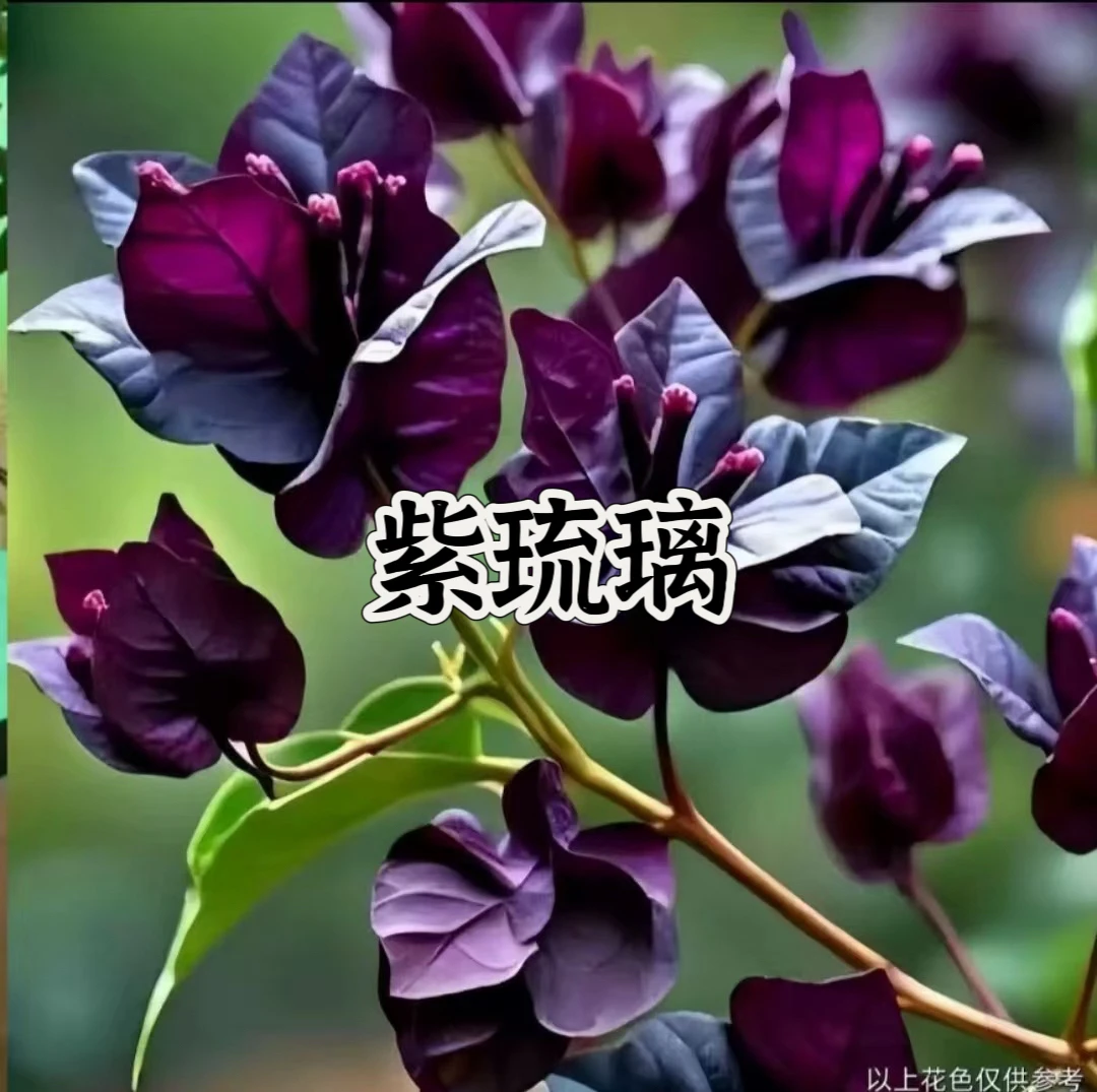 {紫琉璃1苗}三角梅四季勤花庭院阳台可爬藤种植好养新手小白懒人。