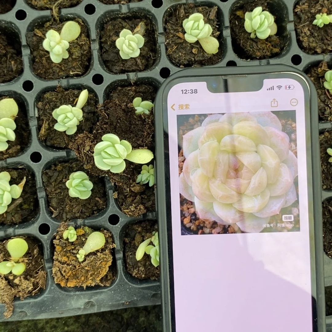 穴盘蜡像苗一个多肉