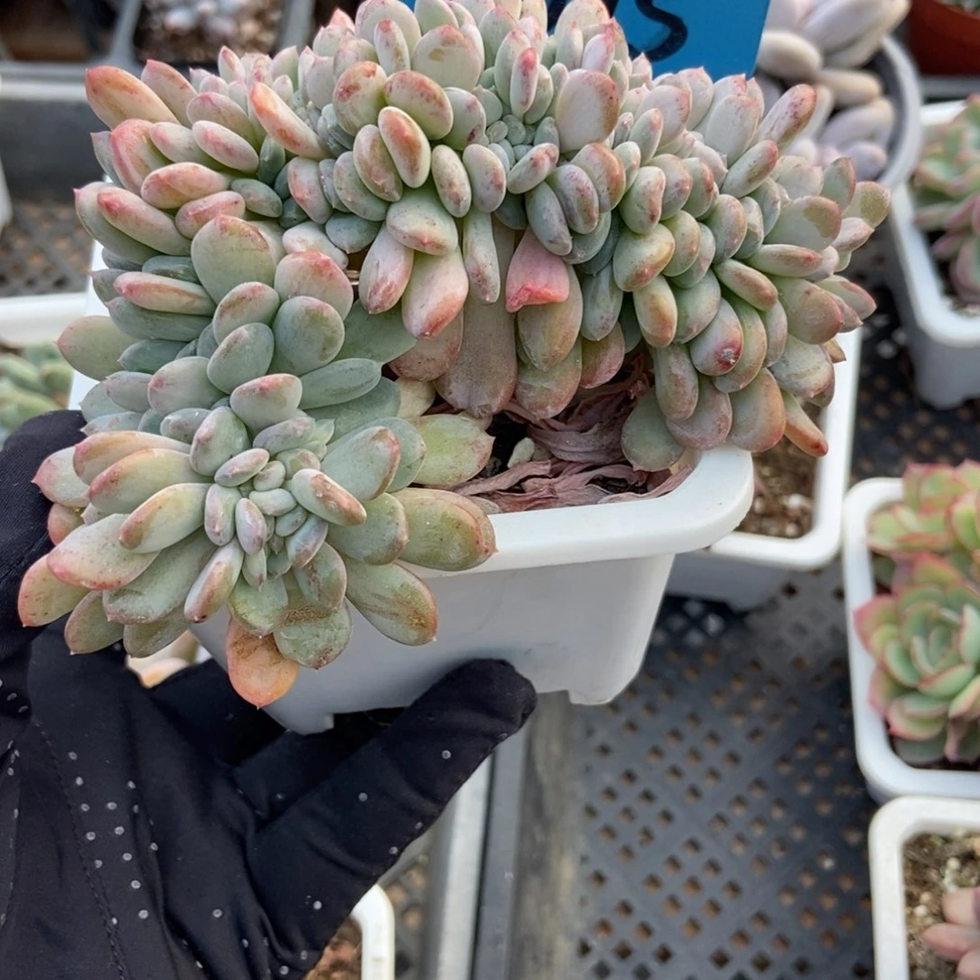7075粉珍妮缀多肉植物