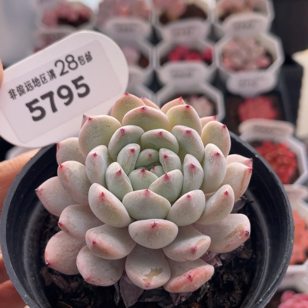 雪爪5795-6.5厘米