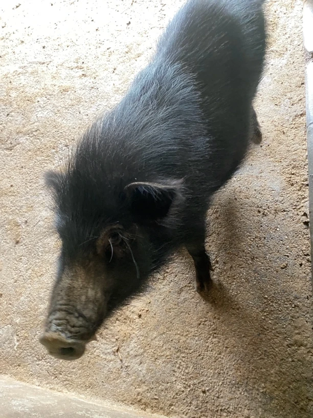 中排肉 农家散养藏香土猪