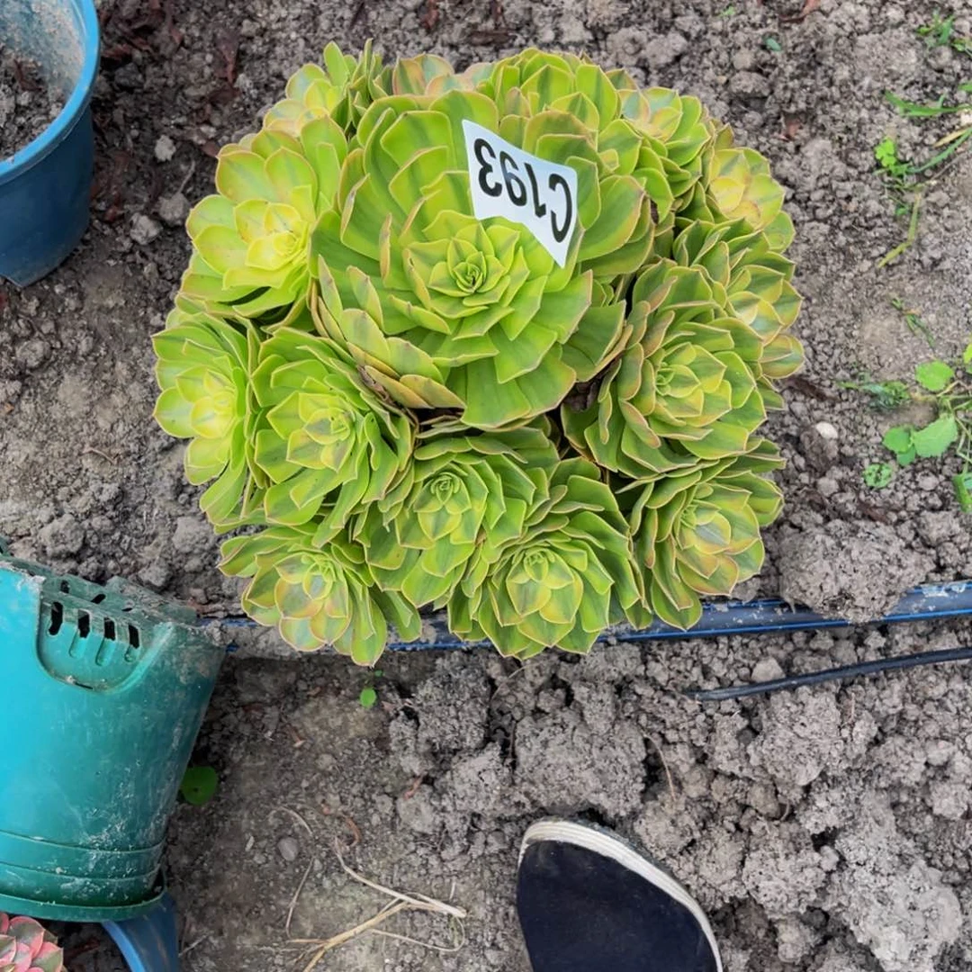 雨荷法师26///-37包邮