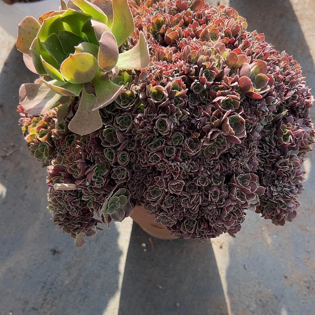 玫瑰朵朵缀化老桩