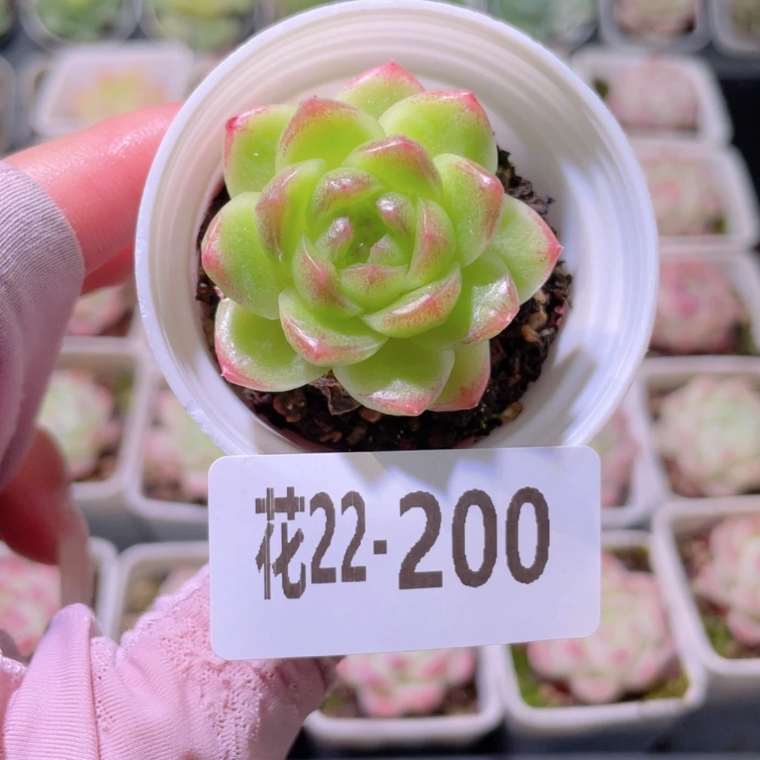 花利美22-200新品
