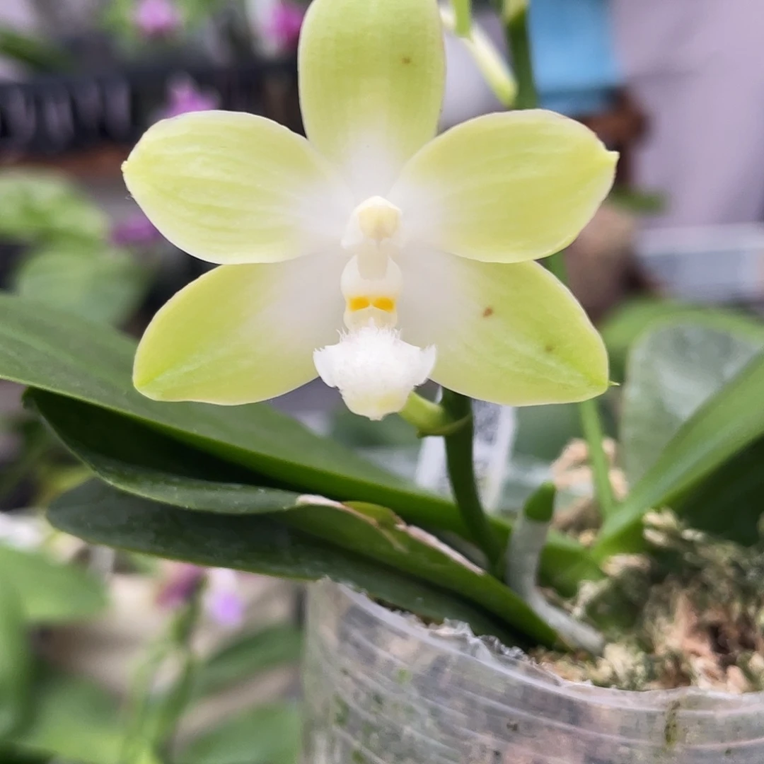 完全开放11叶瑕花期不保