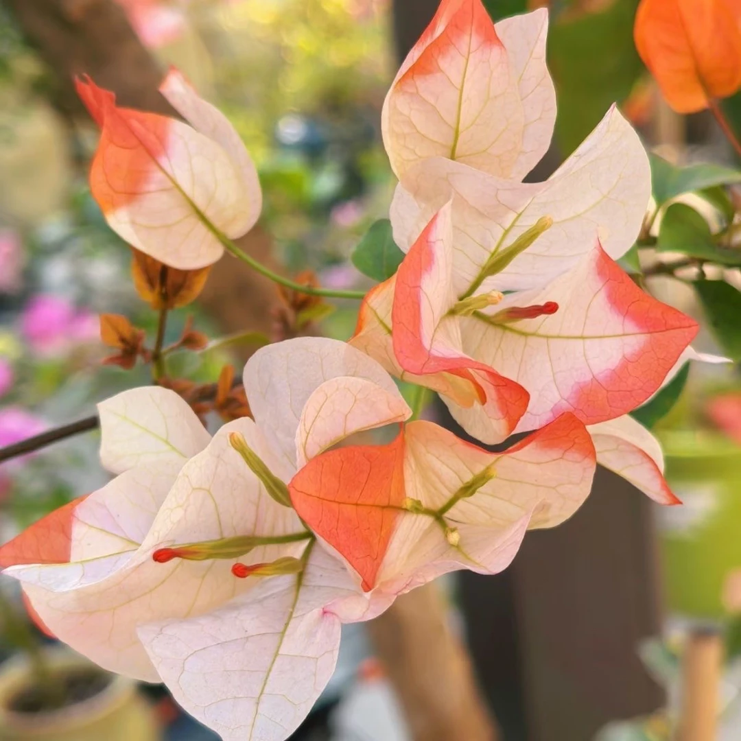 橙口红 三角梅苗好养易开花花卉