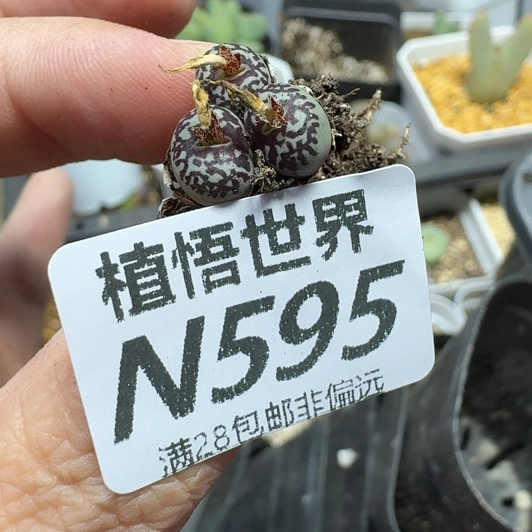 多肉植物多肉植物fg