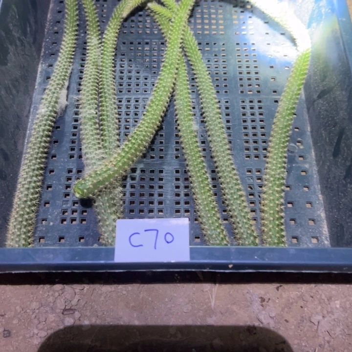 人***途C70七个鼠尾枝条35