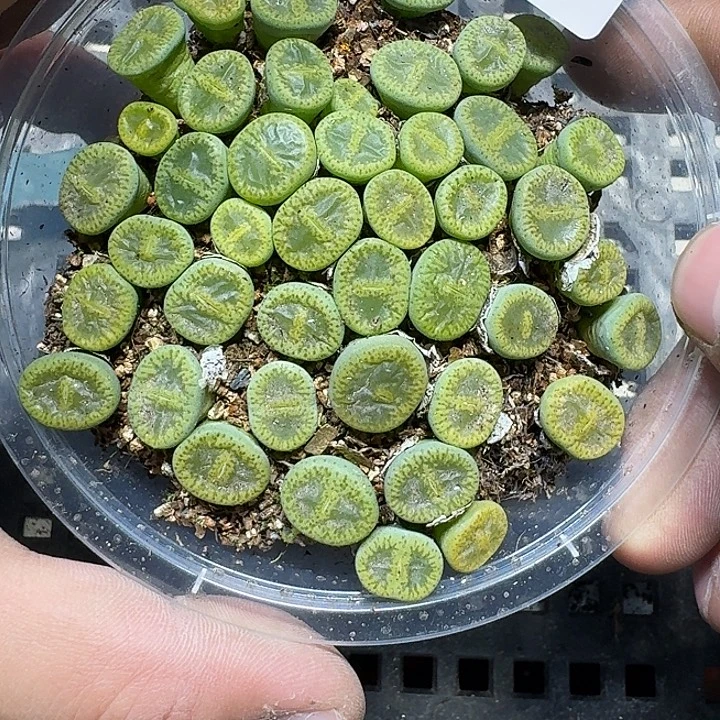 376 多肉植物多肉植物