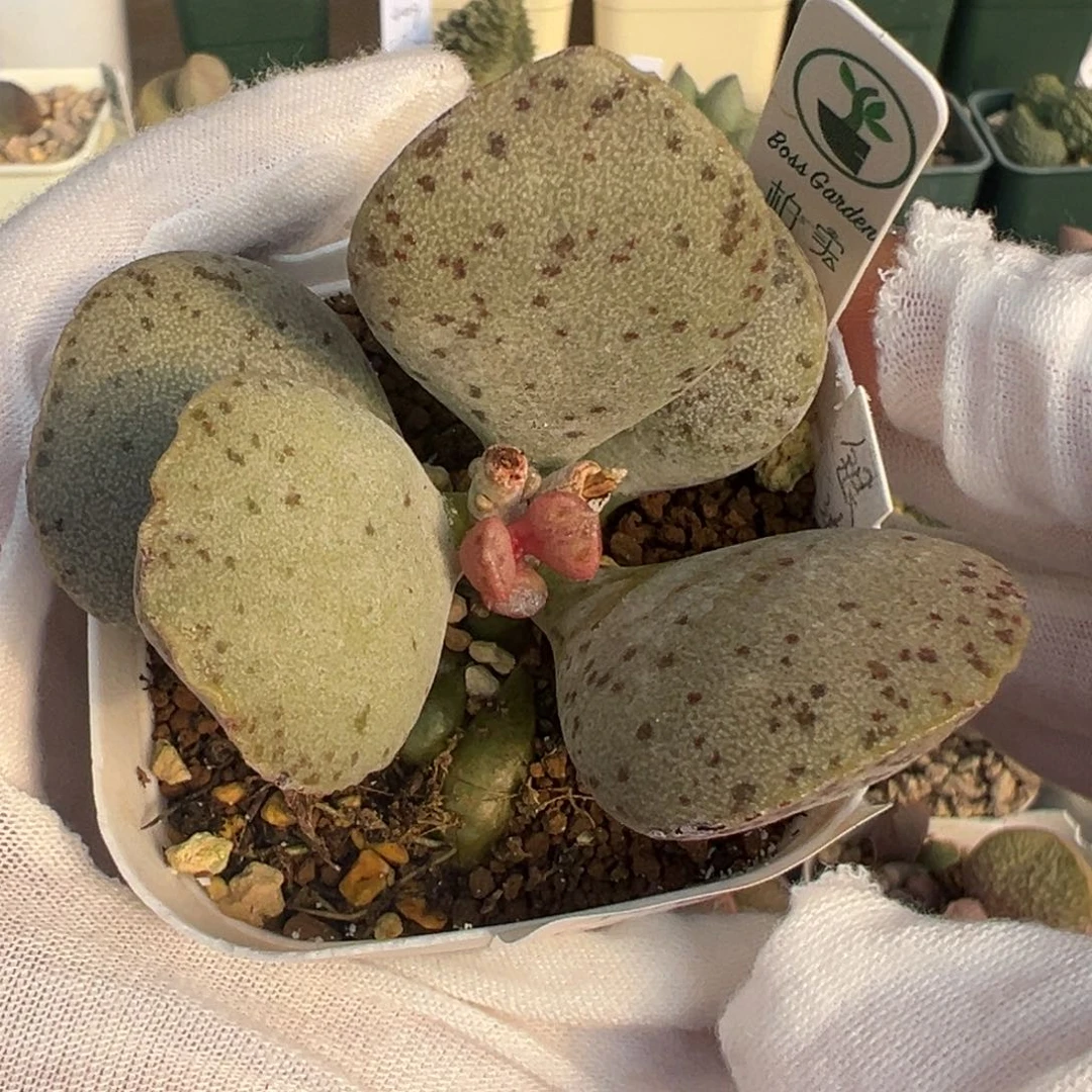 879花朵型肥美叶片一颗