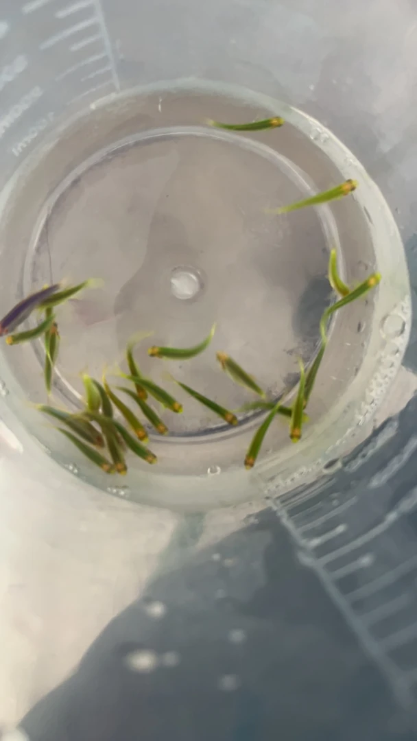 翡翠绿斑马鱼 15+5备损共15条鱼