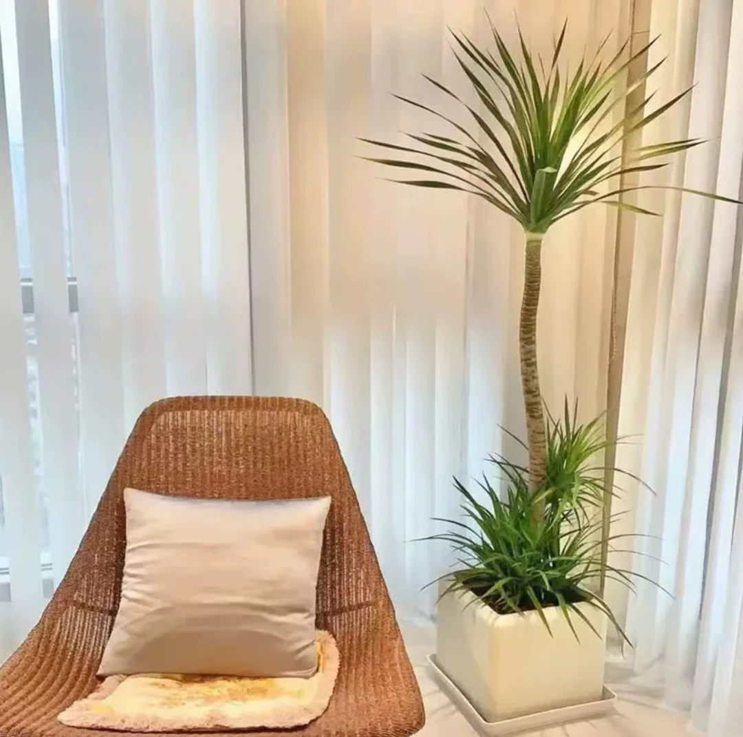 造型龙血树室内绿植客厅大盆栽办公室好养龙须树落地植物净化空气