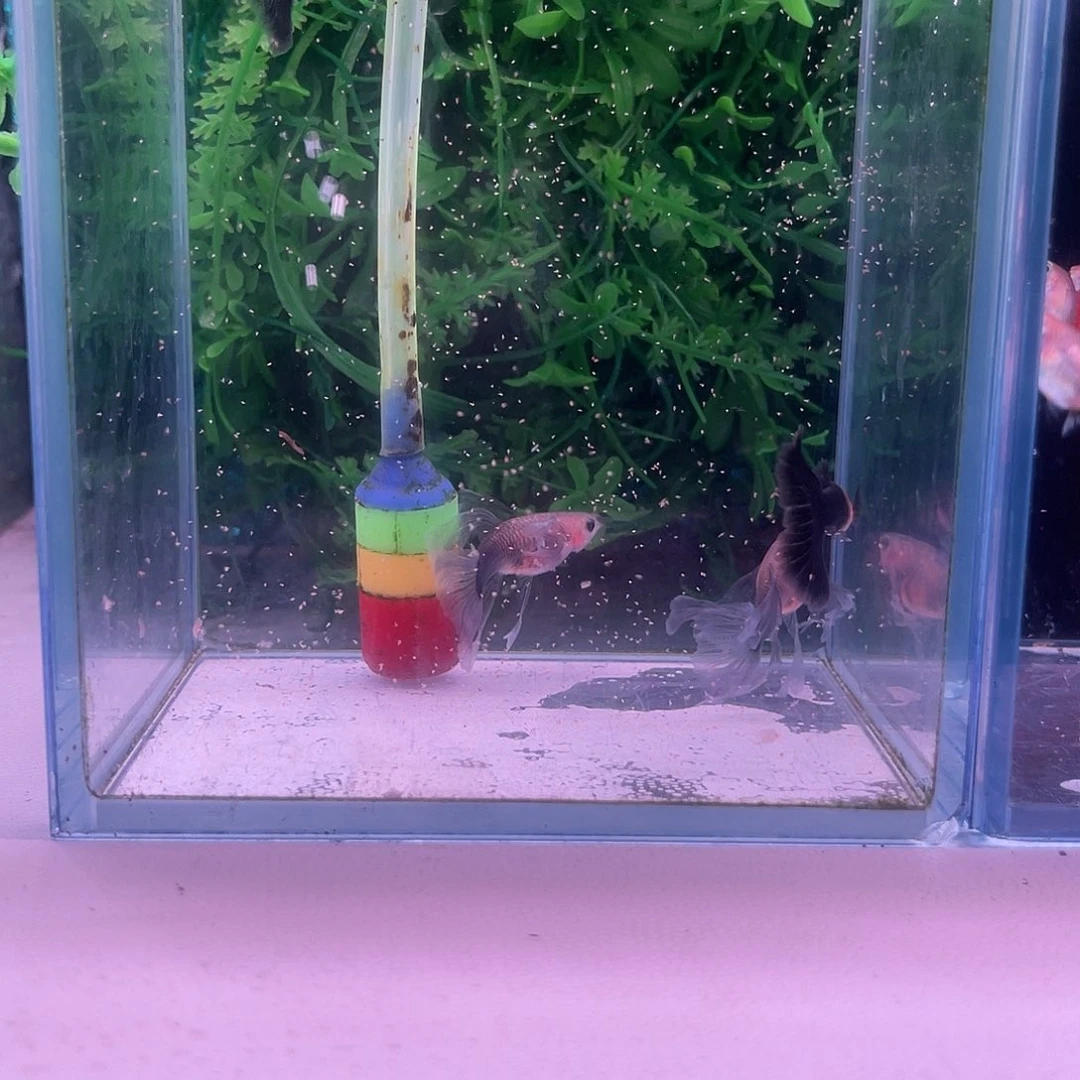 黑玛丽鱼蓝礼服玻璃体绣球2对