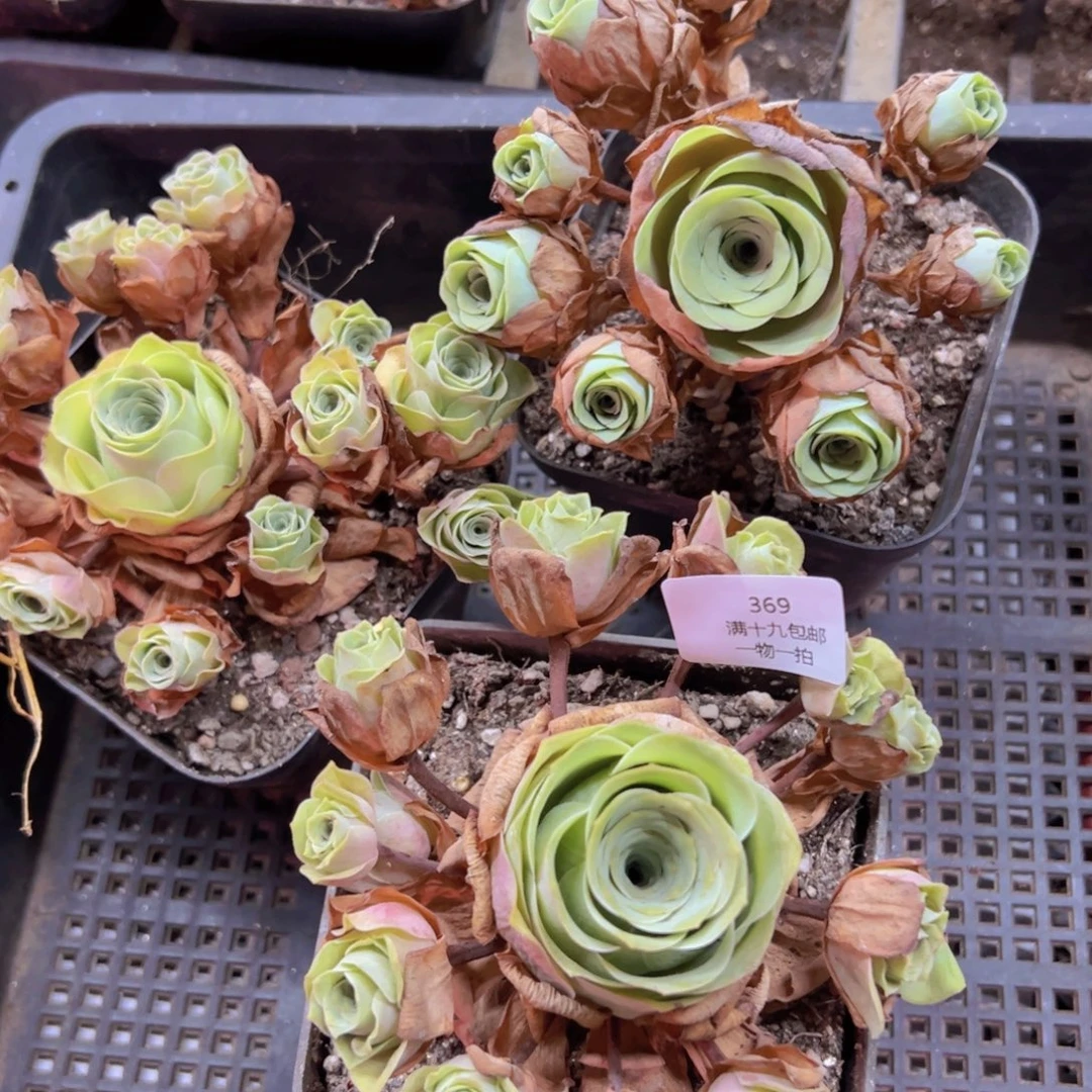 369 侧牙掉了不包损无售后