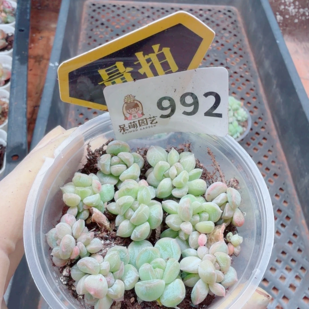 多肉植物多肉植物