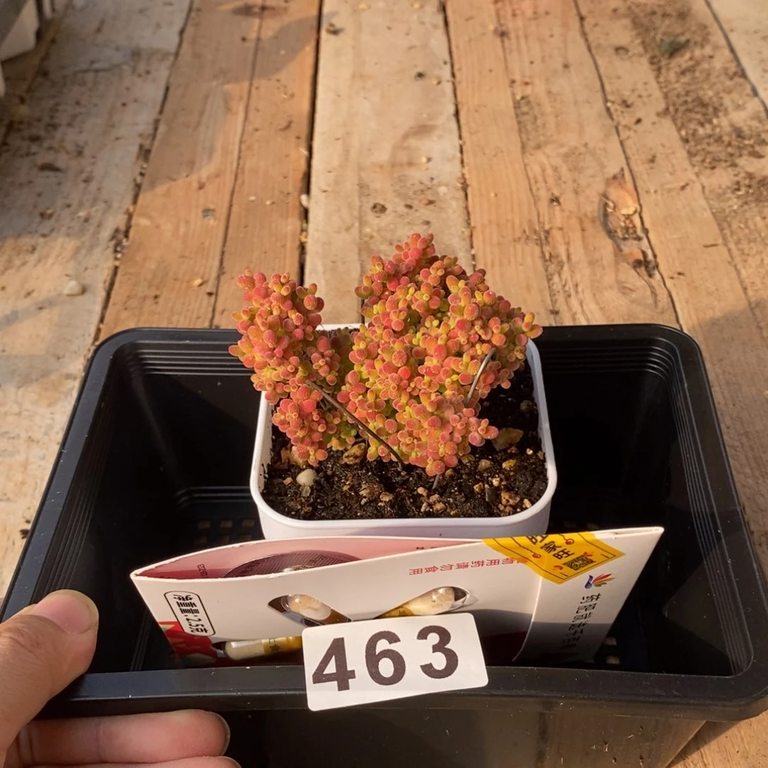 枝干番杏多肉植物463