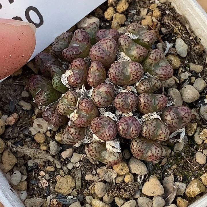 1230-8-小型肉锥。