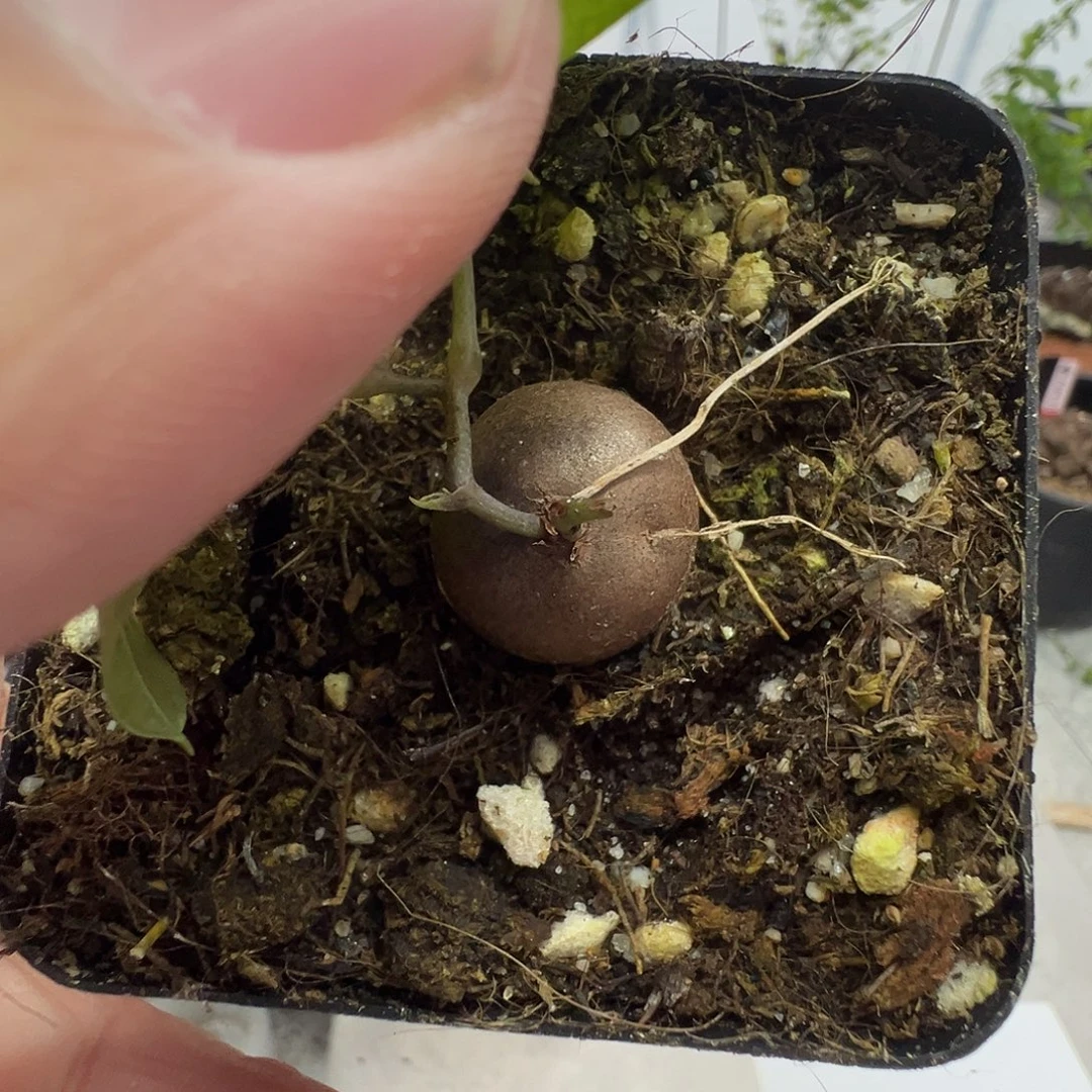 多肉植物专拍植物不退换 一物一拍 591