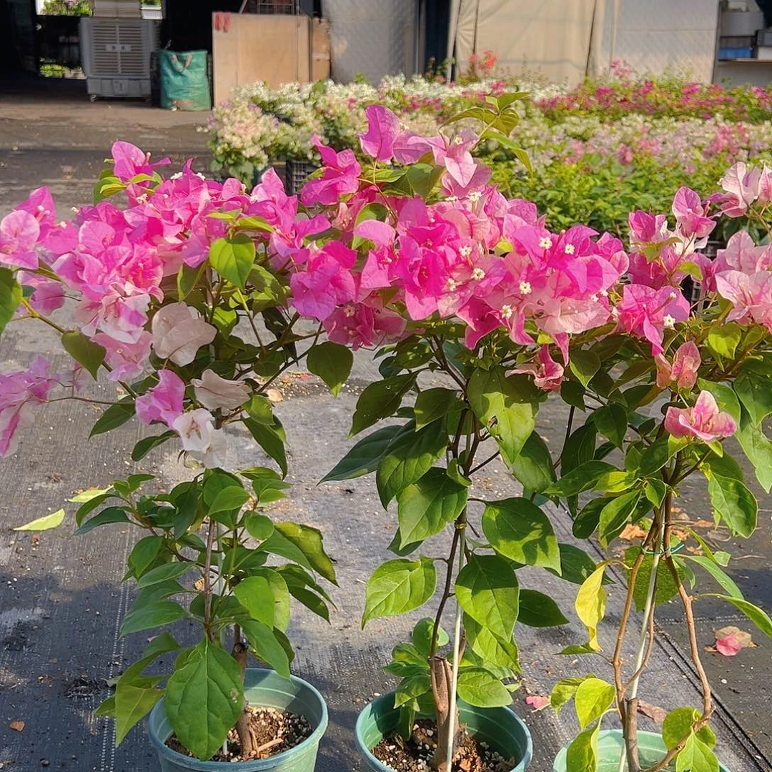 当前无花栽培后可以开花漳红樱带竹一棵