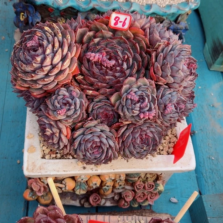 依*.精品多肉植物老桩