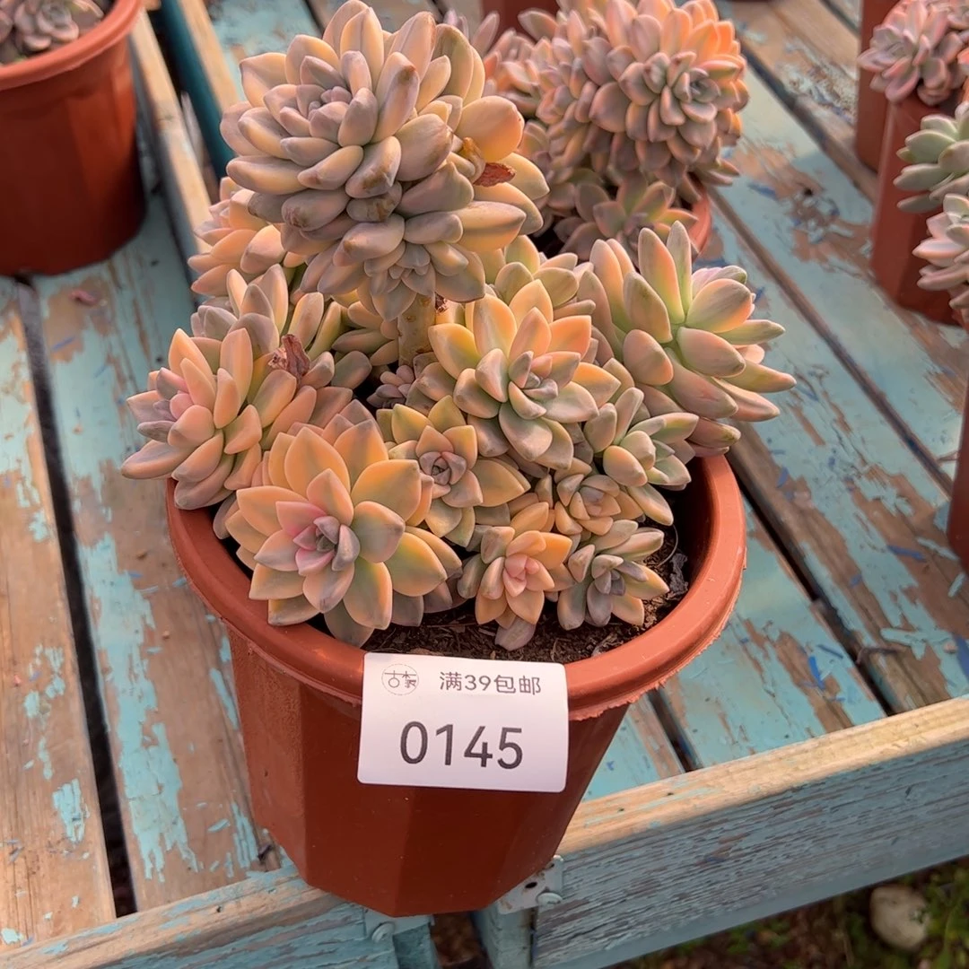 0145多肉植物老桩多肉