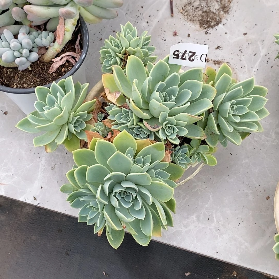 小***275三色堇多肉植物