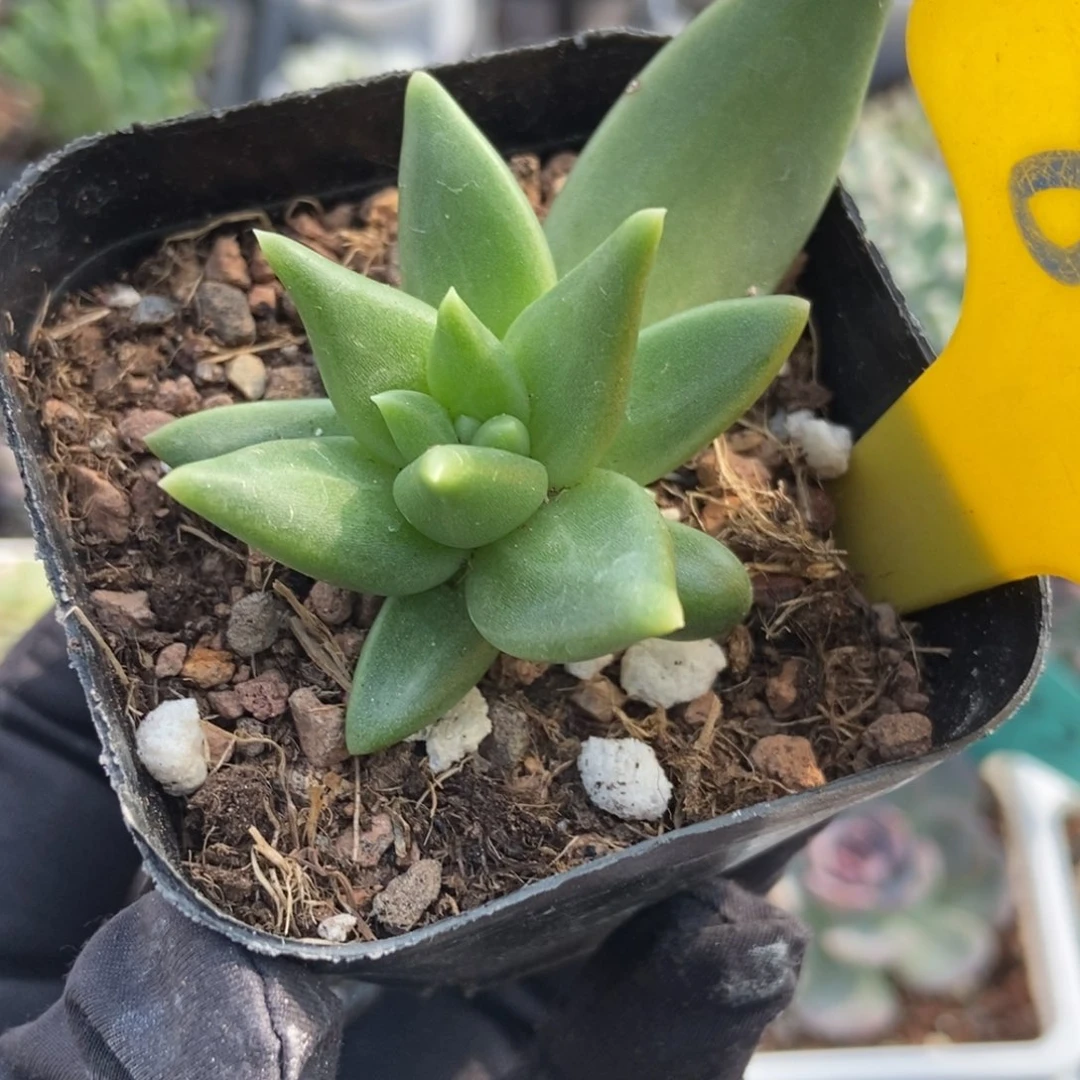 873布丁多肉植物多肉