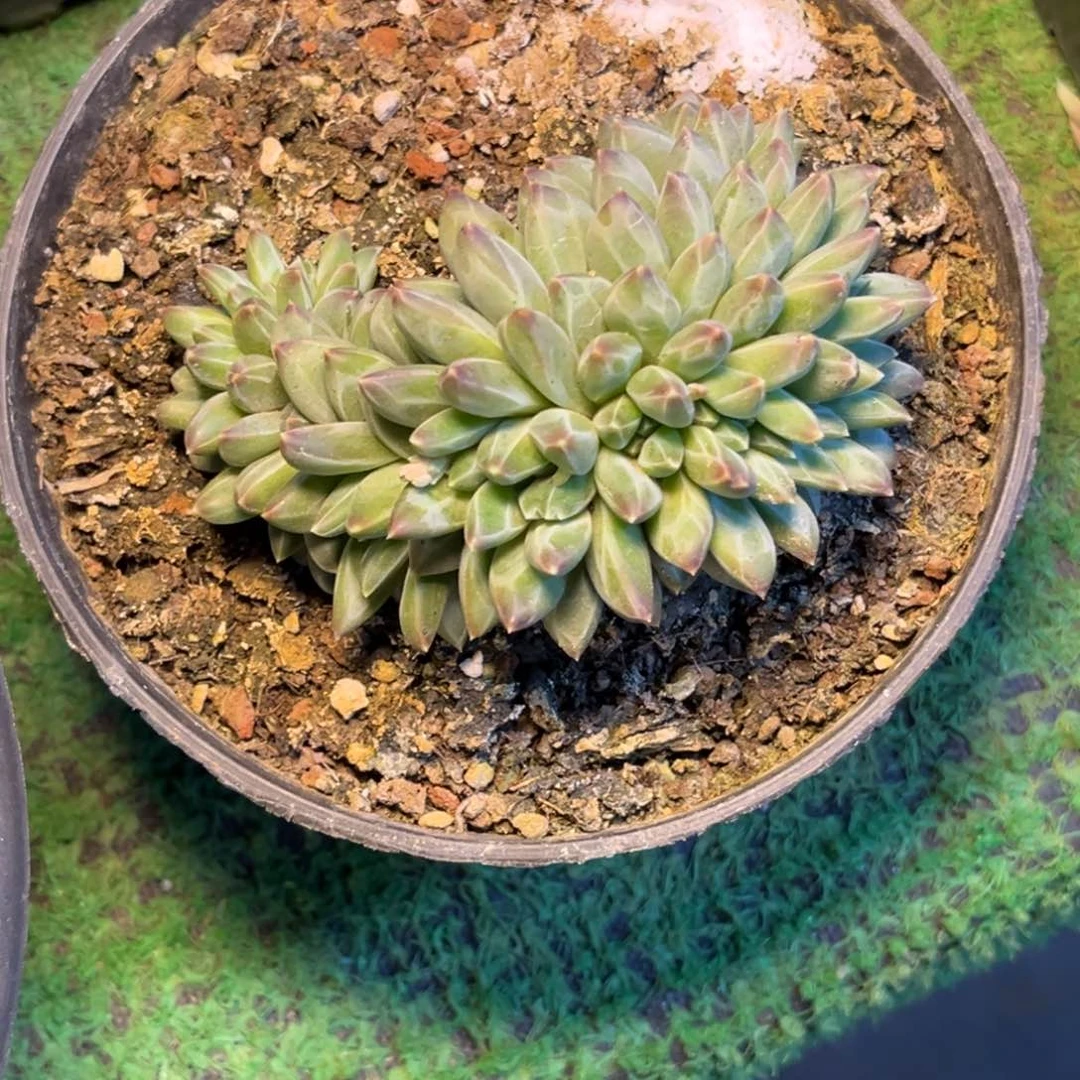 种**森潘姐美人缀寄养