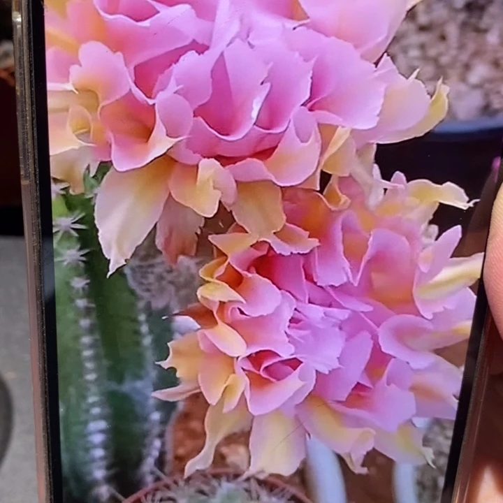 香香粉牡丹侧芽3公分左右