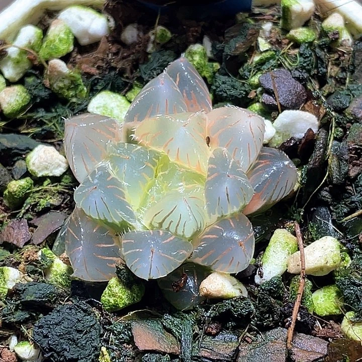 957糊斑多彩冰狐锦一物