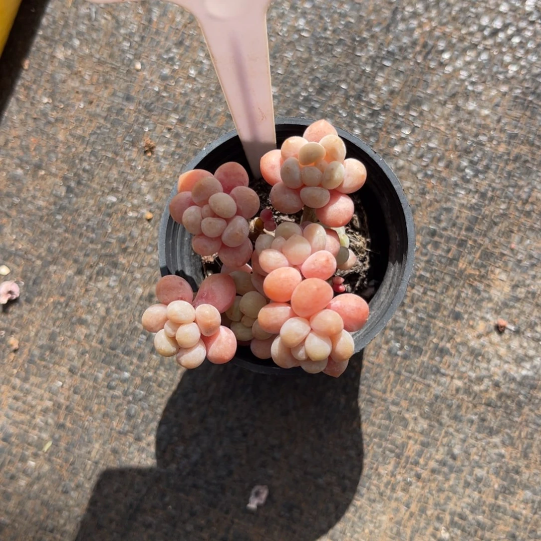 钱***钱云尘多肉一物一拍1626