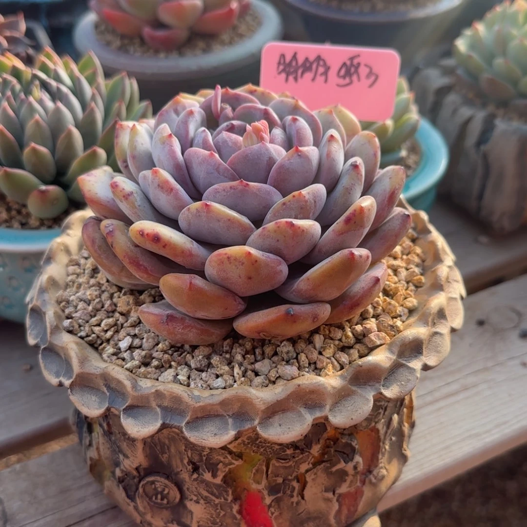 盆盆三个五十包邮